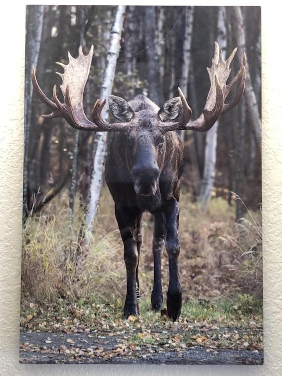 Apartament The Moose Crossing Anchorage Zewnętrze zdjęcie